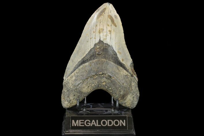 Fossil Megalodon Tooth - + Foot Prehistoric Shark #114404